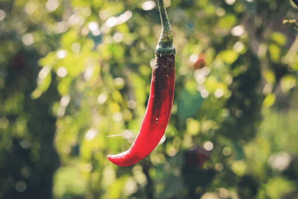 suscripción de alimentos de granja