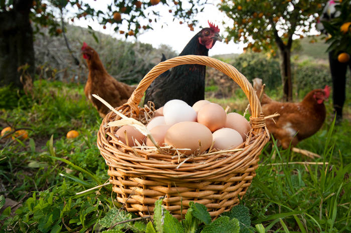huevos de campo orgánicos